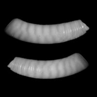 Caecum trachea 